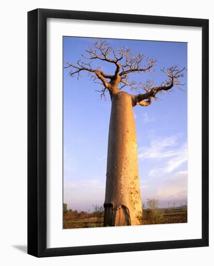 Giant Baobab Tree, Morondava, Madagascar-Pete Oxford-Framed Photographic Print