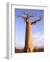 Giant Baobab Tree, Morondava, Madagascar-Pete Oxford-Framed Photographic Print