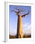 Giant Baobab Tree, Morondava, Madagascar-Pete Oxford-Framed Photographic Print