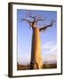 Giant Baobab Tree, Morondava, Madagascar-Pete Oxford-Framed Photographic Print