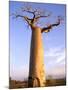 Giant Baobab Tree, Morondava, Madagascar-Pete Oxford-Mounted Photographic Print