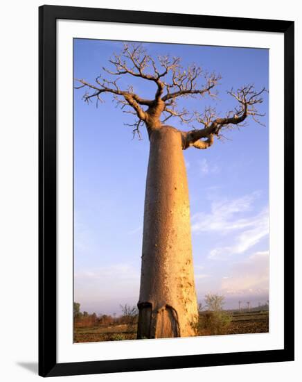 Giant Baobab Tree, Morondava, Madagascar-Pete Oxford-Framed Photographic Print