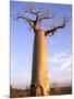 Giant Baobab Tree, Morondava, Madagascar-Pete Oxford-Mounted Photographic Print