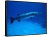 Giant Barracuda, FL-Mike Mesgleski-Framed Stretched Canvas