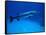 Giant Barracuda, FL-Mike Mesgleski-Framed Stretched Canvas
