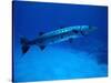 Giant Barracuda, FL-Mike Mesgleski-Stretched Canvas