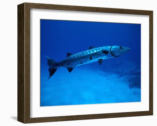 Giant Barracuda, FL-Mike Mesgleski-Framed Premium Photographic Print