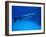 Giant Barracuda, FL-Mike Mesgleski-Framed Premium Photographic Print