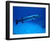 Giant Barracuda, FL-Mike Mesgleski-Framed Premium Photographic Print