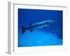 Giant Barracuda, FL-Mike Mesgleski-Framed Premium Photographic Print