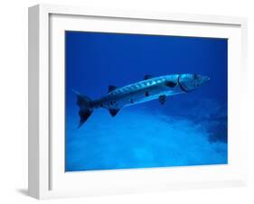 Giant Barracuda, FL-Mike Mesgleski-Framed Premium Photographic Print