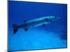 Giant Barracuda, FL-Mike Mesgleski-Mounted Premium Photographic Print