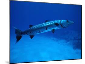 Giant Barracuda, FL-Mike Mesgleski-Mounted Premium Photographic Print