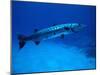 Giant Barracuda, FL-Mike Mesgleski-Mounted Photographic Print