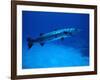 Giant Barracuda, FL-Mike Mesgleski-Framed Photographic Print