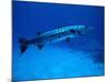 Giant Barracuda, FL-Mike Mesgleski-Mounted Photographic Print