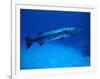 Giant Barracuda, FL-Mike Mesgleski-Framed Photographic Print