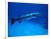 Giant Barracuda, FL-Mike Mesgleski-Framed Photographic Print