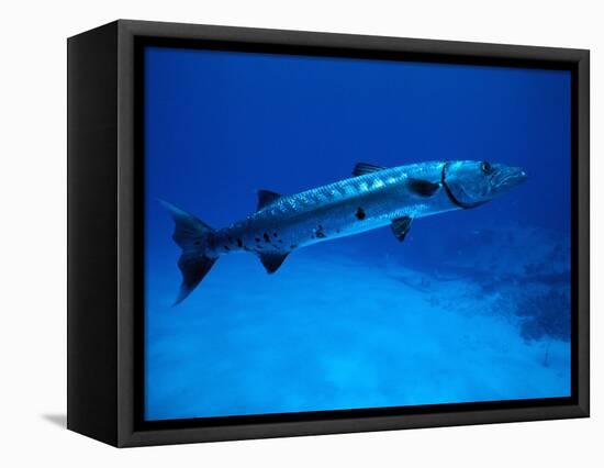 Giant Barracuda, FL-Mike Mesgleski-Framed Stretched Canvas