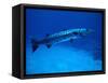 Giant Barracuda, FL-Mike Mesgleski-Framed Stretched Canvas