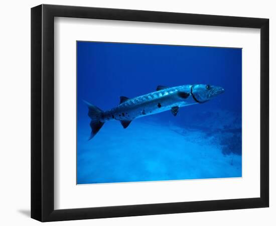 Giant Barracuda, FL-Mike Mesgleski-Framed Photographic Print