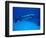 Giant Barracuda, FL-Mike Mesgleski-Framed Photographic Print