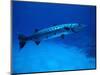 Giant Barracuda, FL-Mike Mesgleski-Mounted Photographic Print