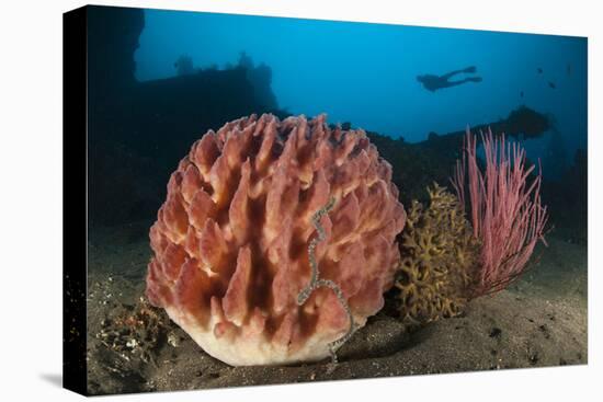 Giant Barrel Sponge and Sea Whip in Front of the Liberty Wreck, Bali-null-Stretched Canvas