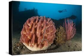 Giant Barrel Sponge and Sea Whip in Front of the Liberty Wreck, Bali-null-Stretched Canvas