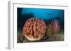 Giant Barrel Sponge and Sea Whip in Front of the Liberty Wreck, Bali-null-Framed Photographic Print