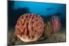 Giant Barrel Sponge and Sea Whip in Front of the Liberty Wreck, Bali-null-Mounted Photographic Print
