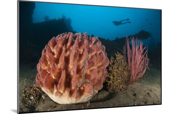 Photographic Print, , large