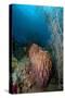 Giant Barrel Sponge, Dominica, West Indies, Caribbean, Central America-Lisa Collins-Stretched Canvas