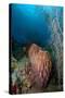 Giant Barrel Sponge, Dominica, West Indies, Caribbean, Central America-Lisa Collins-Stretched Canvas