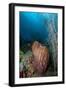 Giant Barrel Sponge, Dominica, West Indies, Caribbean, Central America-Lisa Collins-Framed Photographic Print