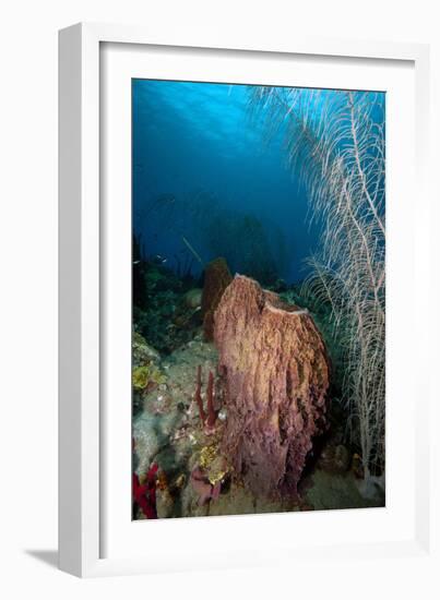 Giant Barrel Sponge, Dominica, West Indies, Caribbean, Central America-Lisa Collins-Framed Photographic Print