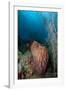 Giant Barrel Sponge, Dominica, West Indies, Caribbean, Central America-Lisa Collins-Framed Photographic Print