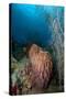 Giant Barrel Sponge, Dominica, West Indies, Caribbean, Central America-Lisa Collins-Stretched Canvas