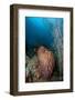 Giant Barrel Sponge, Dominica, West Indies, Caribbean, Central America-Lisa Collins-Framed Photographic Print