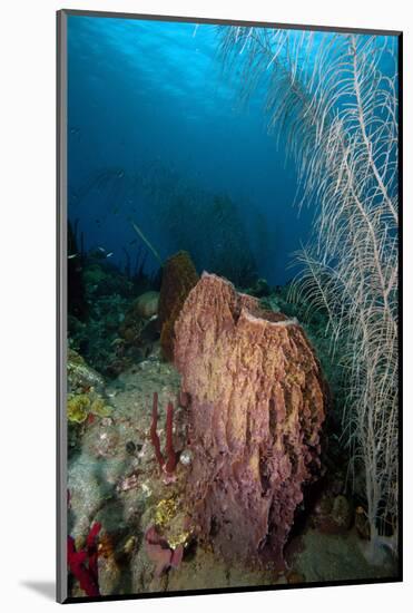 Giant Barrel Sponge, Dominica, West Indies, Caribbean, Central America-Lisa Collins-Mounted Photographic Print