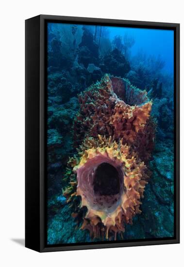 Giant barrel sponge within coral reef, Caribbean Sea-Claudio Contreras-Framed Stretched Canvas