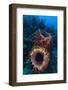 Giant barrel sponge within coral reef, Caribbean Sea-Claudio Contreras-Framed Photographic Print