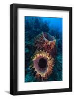 Giant barrel sponge within coral reef, Caribbean Sea-Claudio Contreras-Framed Photographic Print