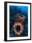 Giant barrel sponge within coral reef, Caribbean Sea-Claudio Contreras-Framed Photographic Print