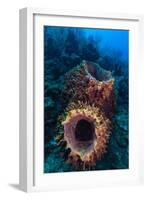 Giant barrel sponge within coral reef, Caribbean Sea-Claudio Contreras-Framed Photographic Print