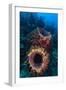 Giant barrel sponge within coral reef, Caribbean Sea-Claudio Contreras-Framed Photographic Print