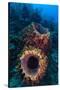 Giant barrel sponge within coral reef, Caribbean Sea-Claudio Contreras-Stretched Canvas