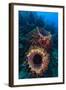 Giant barrel sponge within coral reef, Caribbean Sea-Claudio Contreras-Framed Photographic Print