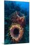 Giant barrel sponge within coral reef, Caribbean Sea-Claudio Contreras-Mounted Photographic Print
