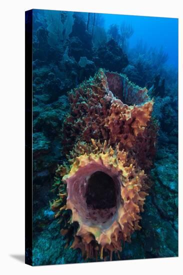 Giant barrel sponge within coral reef, Caribbean Sea-Claudio Contreras-Stretched Canvas